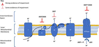 Oxidative Phosphorylation Impairment by DDT and DDE